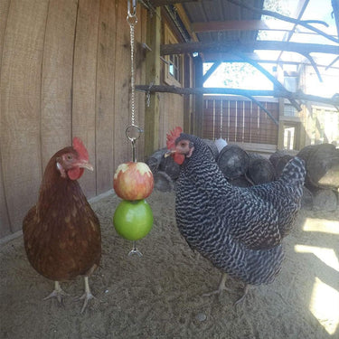 Support de fruit pour oiseau